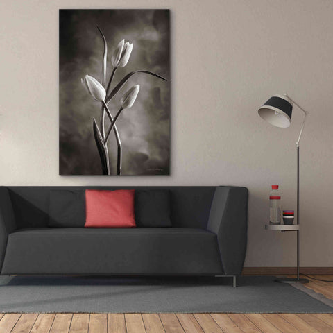 Image of 'Two Tone Tulips VII' by Debra Van Swearingen, Canvas Wall Art,40 x 60