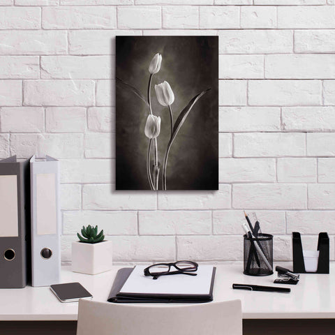 Image of 'Two Tone Tulips VIII' by Debra Van Swearingen, Canvas Wall Art,12 x 18