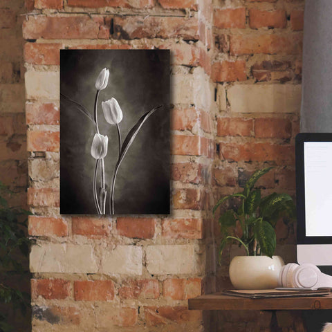 Image of 'Two Tone Tulips VIII' by Debra Van Swearingen, Canvas Wall Art,12 x 18