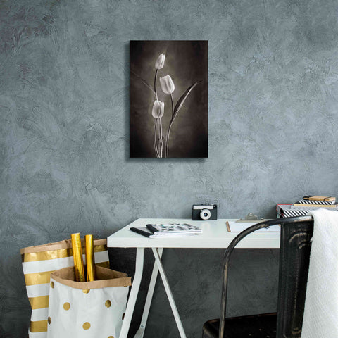 Image of 'Two Tone Tulips VIII' by Debra Van Swearingen, Canvas Wall Art,12 x 18