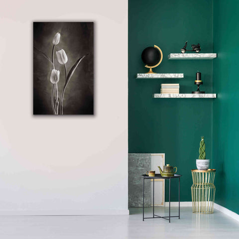 Image of 'Two Tone Tulips VIII' by Debra Van Swearingen, Canvas Wall Art,26 x 40
