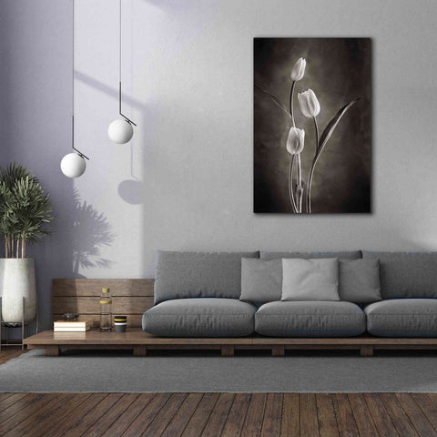 Image of 'Two Tone Tulips VIII' by Debra Van Swearingen, Canvas Wall Art,40 x 60