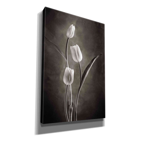 Image of 'Two Tone Tulips VIII' by Debra Van Swearingen, Canvas Wall Art,12x18x1.1x0,18x26x1.1x0,26x40x1.74x0,40x60x1.74x0