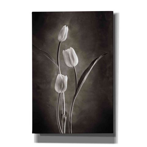 Image of 'Two Tone Tulips VIII' by Debra Van Swearingen, Canvas Wall Art,12x18x1.1x0,18x26x1.1x0,26x40x1.74x0,40x60x1.74x0