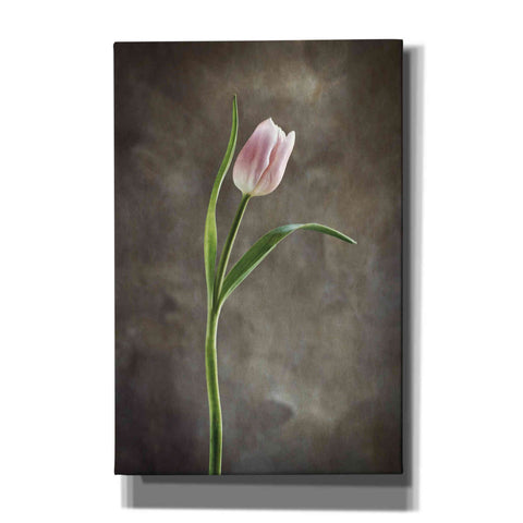 Image of 'Spring Tulips I' by Debra Van Swearingen, Canvas Wall Art,12x18x1.1x0,18x26x1.1x0,26x40x1.74x0,40x60x1.74x0