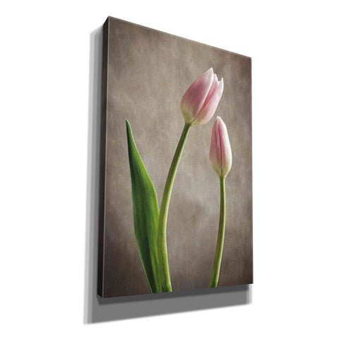 Image of 'Spring Tulips III' by Debra Van Swearingen, Canvas Wall Art,12x18x1.1x0,18x26x1.1x0,26x40x1.74x0,40x60x1.74x0