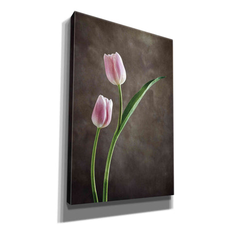 Image of 'Spring Tulips IV' by Debra Van Swearingen, Canvas Wall Art,12x18x1.1x0,18x26x1.1x0,26x40x1.74x0,40x60x1.74x0