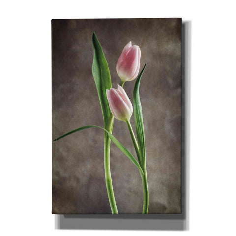 Image of 'Spring Tulips VI' by Debra Van Swearingen, Canvas Wall Art,12x18x1.1x0,18x26x1.1x0,26x40x1.74x0,40x60x1.74x0