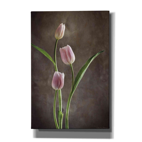 Image of 'Spring Tulips VIII' by Debra Van Swearingen, Canvas Wall Art,12x18x1.1x0,18x26x1.1x0,26x40x1.74x0,40x60x1.74x0