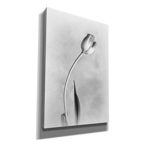 Image of 'Soft Tulips I' by Debra Van Swearingen, Canvas Wall Art,12x18x1.1x0,18x26x1.1x0,26x40x1.74x0,40x60x1.74x0