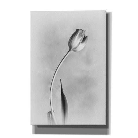Image of 'Soft Tulips I' by Debra Van Swearingen, Canvas Wall Art,12x18x1.1x0,18x26x1.1x0,26x40x1.74x0,40x60x1.74x0