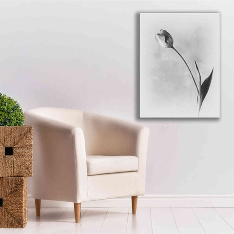Image of 'Soft Tulips II' by Debra Van Swearingen, Canvas Wall Art,26 x 34