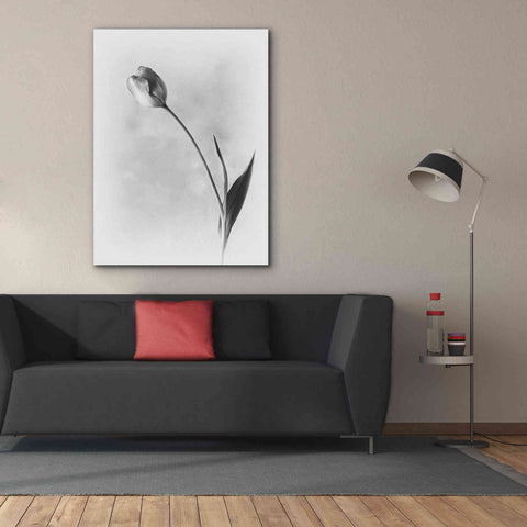 Image of 'Soft Tulips II' by Debra Van Swearingen, Canvas Wall Art,40 x 54
