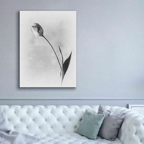 Image of 'Soft Tulips II' by Debra Van Swearingen, Canvas Wall Art,40 x 54