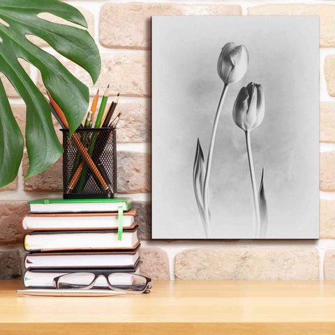 Image of 'Soft Tulips III' by Debra Van Swearingen, Canvas Wall Art,12 x 16