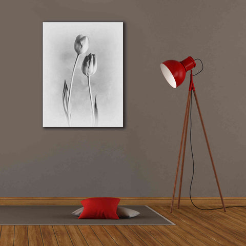 Image of 'Soft Tulips III' by Debra Van Swearingen, Canvas Wall Art,26 x 34