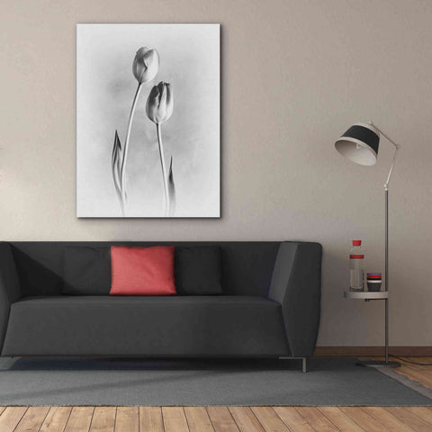 Image of 'Soft Tulips III' by Debra Van Swearingen, Canvas Wall Art,40 x 54