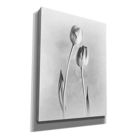 Image of 'Soft Tulips III' by Debra Van Swearingen, Canvas Wall Art,12x16x1.1x0,18x26x1.1x0,26x34x1.74x0,40x54x1.74x0