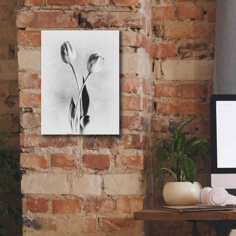 Image of 'Soft Tulips IV' by Debra Van Swearingen, Canvas Wall Art,12 x 16