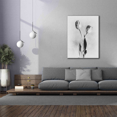 Image of 'Soft Tulips IV' by Debra Van Swearingen, Canvas Wall Art,40 x 54