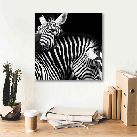 Image of 'Zebra VI' by Debra Van Swearingen, Canvas Wall Art,18 x 18