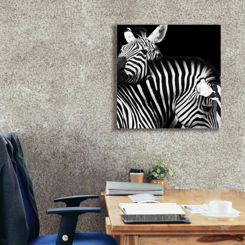 Image of 'Zebra VI' by Debra Van Swearingen, Canvas Wall Art,26 x 26