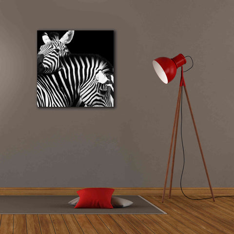 Image of 'Zebra VI' by Debra Van Swearingen, Canvas Wall Art,26 x 26