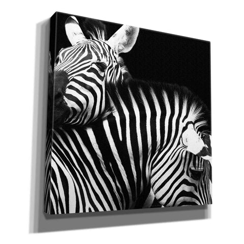 Image of 'Zebra VI' by Debra Van Swearingen, Canvas Wall Art,12x12x1.1x0,18x18x1.1x0,26x26x1.74x0,37x37x1.74x0
