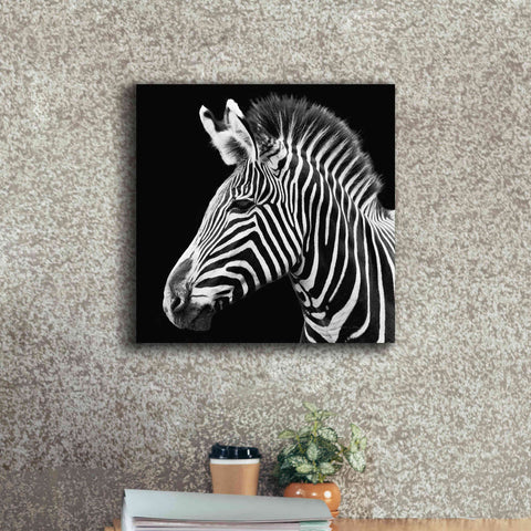 Image of 'Zebra VII' by Debra Van Swearingen, Canvas Wall Art,18 x 18