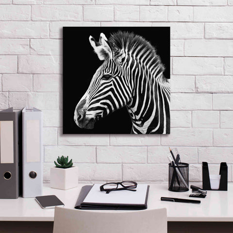 Image of 'Zebra VII' by Debra Van Swearingen, Canvas Wall Art,18 x 18