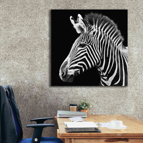 Image of 'Zebra VII' by Debra Van Swearingen, Canvas Wall Art,37 x 37