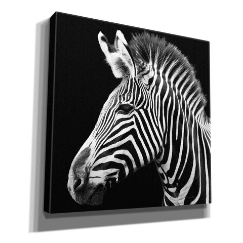 Image of 'Zebra VII' by Debra Van Swearingen, Canvas Wall Art,12x12x1.1x0,18x18x1.1x0,26x26x1.74x0,37x37x1.74x0