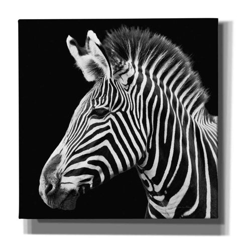 Image of 'Zebra VII' by Debra Van Swearingen, Canvas Wall Art,12x12x1.1x0,18x18x1.1x0,26x26x1.74x0,37x37x1.74x0