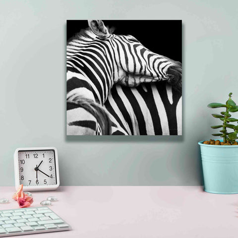Image of 'Zebra VIII' by Debra Van Swearingen, Canvas Wall Art,12 x 12