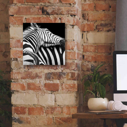Image of 'Zebra VIII' by Debra Van Swearingen, Canvas Wall Art,12 x 12