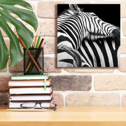 Image of 'Zebra VIII' by Debra Van Swearingen, Canvas Wall Art,12 x 12