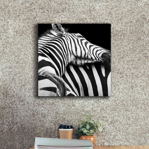 Image of 'Zebra VIII' by Debra Van Swearingen, Canvas Wall Art,18 x 18