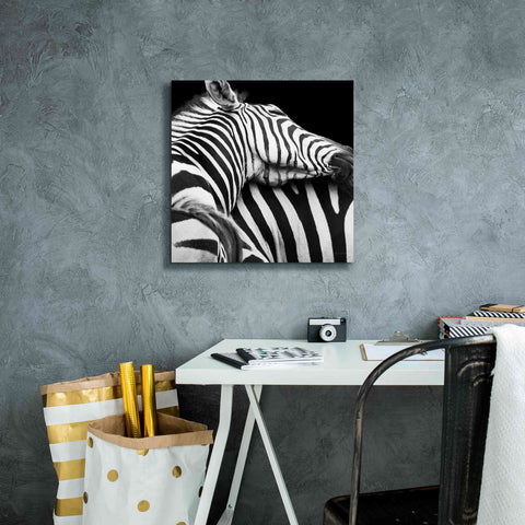 Image of 'Zebra VIII' by Debra Van Swearingen, Canvas Wall Art,18 x 18