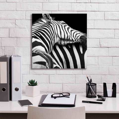 Image of 'Zebra VIII' by Debra Van Swearingen, Canvas Wall Art,18 x 18