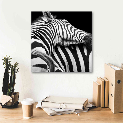 Image of 'Zebra VIII' by Debra Van Swearingen, Canvas Wall Art,18 x 18