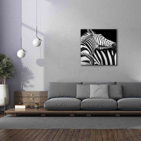 Image of 'Zebra VIII' by Debra Van Swearingen, Canvas Wall Art,37 x 37
