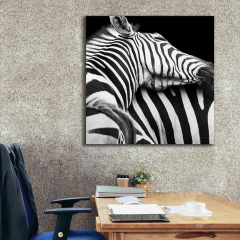 Image of 'Zebra VIII' by Debra Van Swearingen, Canvas Wall Art,37 x 37