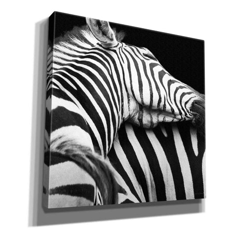 Image of 'Zebra VIII' by Debra Van Swearingen, Canvas Wall Art,12x12x1.1x0,18x18x1.1x0,26x26x1.74x0,37x37x1.74x0