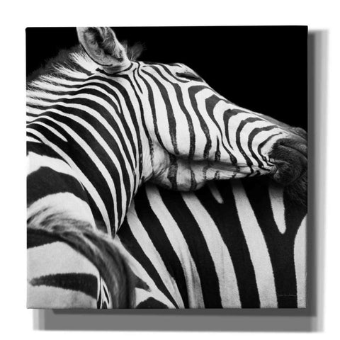 Image of 'Zebra VIII' by Debra Van Swearingen, Canvas Wall Art,12x12x1.1x0,18x18x1.1x0,26x26x1.74x0,37x37x1.74x0