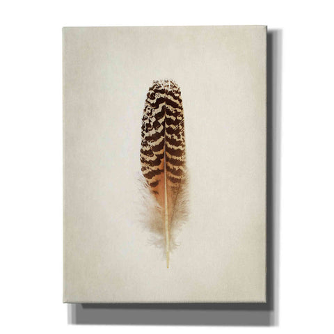 Image of 'Feather I' by Debra Van Swearingen, Canvas Wall Art,12x16x1.1x0,20x24x1.1x0,26x30x1.74x0,40x54x1.74x0