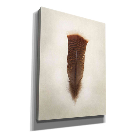Image of 'Feather III' by Debra Van Swearingen, Canvas Wall Art,12x16x1.1x0,20x24x1.1x0,26x30x1.74x0,40x54x1.74x0