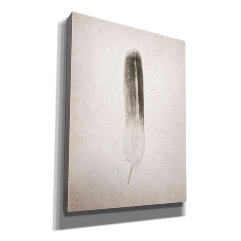 Image of 'Feather II B&W' by Debra Van Swearingen, Canvas Wall Art,12x16x1.1x0,20x24x1.1x0,26x30x1.74x0,40x54x1.74x0
