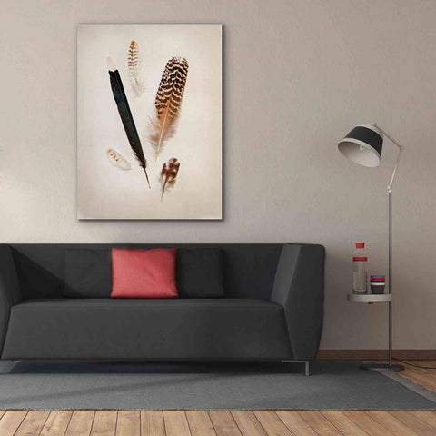 Image of 'Feather Group II' by Debra Van Swearingen, Canvas Wall Art,40 x 54