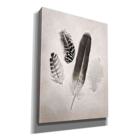Image of 'Feather Group I B&W' by Debra Van Swearingen, Canvas Wall Art,12x16x1.1x0,20x24x1.1x0,26x30x1.74x0,40x54x1.74x0