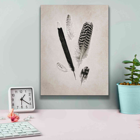 Image of 'Feather Group II B&W' by Debra Van Swearingen, Canvas Wall Art,12 x 16